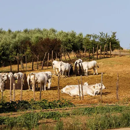 Capracotta - Alba *